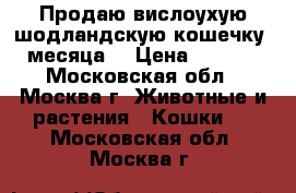 Продаю вислоухую шодландскую кошечку 2 месяца. › Цена ­ 5 000 - Московская обл., Москва г. Животные и растения » Кошки   . Московская обл.,Москва г.